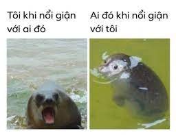 hình meme ai biết gì đâu