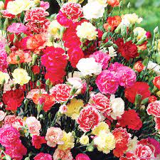 Cẩm Chướng Kép