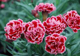 Cẩm Chướng Kép