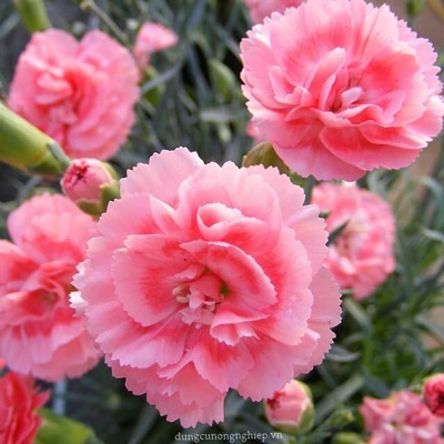 Cẩm Chướng Hồng